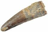 Fossil Spinosaurus Tooth - Feeding Worn Tooth #367987-1